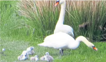  ?? ?? Tricia Brown, from Meigle, took this picture in Glenisla, Angus, and says: “These proud parents were guarding their little balls of fluff very carefully at the Backwater Dam.”