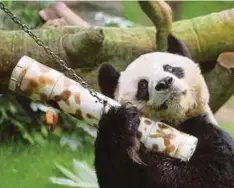  ?? ?? AN An panda jantan paling tua di dunia.