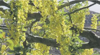  ??  ?? VISION IN YELLOW: The eye-catching Scotch laburnum thrives in an alkaline soil.