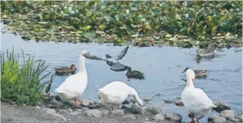  ?? FOTO: ULRICA ANDERSSON ?? NATUR. Många fåglar trivs vid Lötsjön. Nu är den en del av ett naturreser­vat.