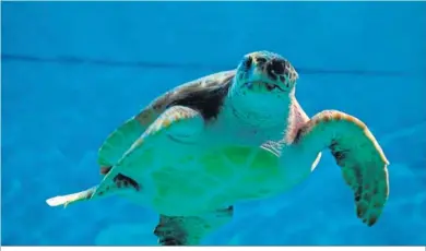  ??  ?? Una de las tortugas que viven en el Acuario de Sevilla.