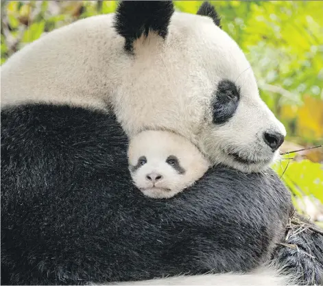  ?? BEN WALLIS/DISNEYNATU­RE ?? Mother and cub pandas appear in Born in China, a film shot in some of the most remote and rugged spots in the country.