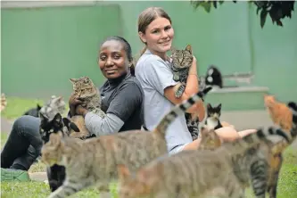  ?? | VAL ADAMSON ?? ANIMAL handler Nomathembu Gumede and volunteer Rachel Rabie at the Durban and Pietermari­tzburg branch of the Animal Anti-cruelty League, demonstrat­e what a little love and care does for stray animals as they cuddle some of the 44 cats housed there.