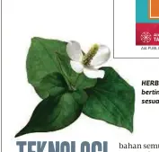  ??  ?? HERBA hottuynia cordota bertindak sebagai antibakter­ia dan sesuai untuk kulit bermasalah.