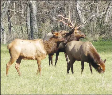  ?? ?? Elk graze in Boxley Valley on Dec. 30.