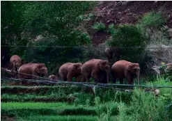  ??  ?? TOP: Elephants on parade: the herd move through a village near Kunming on 8 June.