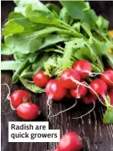  ??  ?? Radish are quick growers