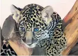  ?? FOTO/CORTESÍA ?? El cachorro de leopardo que está en el Zoológico de Irapuato.