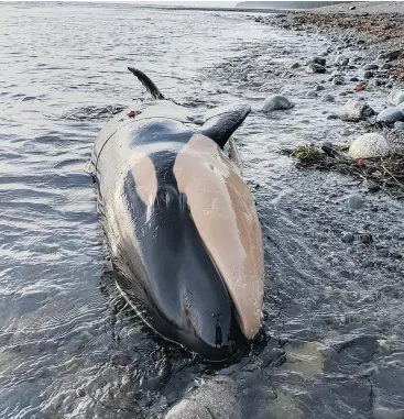  ??  ?? A 225-kilogram orca was also found dead on Nootka Island by a hiker on Wednesday.