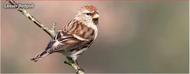  ?? ?? Lesser Redpoll