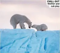  ?? ?? CHILL OUT Mother and
cub play