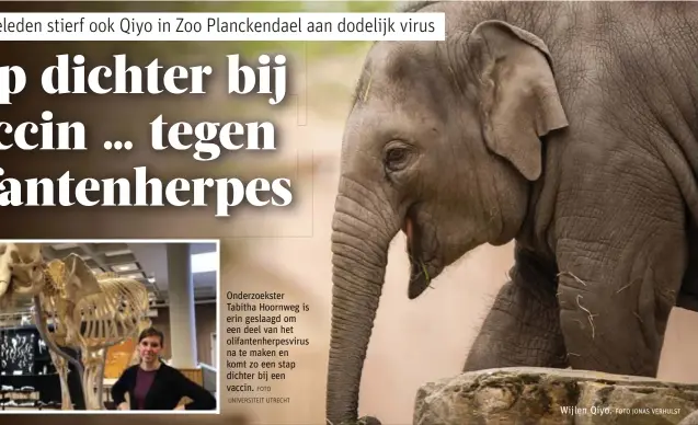  ?? FOTO UNIVERSITE­IT UTRECHT FOTO JONAS VERHULST ?? Onderzoeks­ter Tabitha Hoornweg is erin geslaagd om een deel van het olifantenh­erpesvirus na te maken en komt zo een stap dichter bij een vaccin.
Wijlen Qiyo.