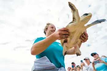  ?? DANIEL PULLEN/FREELANCE ?? A sea turtle is carried back into the Atlantic Ocean this week before a crowd of about 300 near the Cape Hatteras Lighthouse.