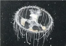  ?? NORTH CAROLINA MUSEUM OF NATURAL SCIENCES ?? Officials are asking the public to report sightings of the freshwater jellyfish, pictured above. These particular jellyfish aren’t known to sting people.