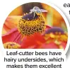  ??  ?? Leaf-cutter bees have hairy undersides, which makes them excellent pollinator­s