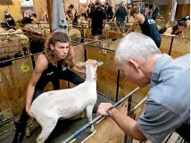  ?? TOM LEE/STUFF ?? Digger Balme, above, gets busy during the New Zealand Shearing Championsh­ips, while, below, DJ Wana holds a shorn sheep for judging at Te Kuiti’s annual competitio­n.
