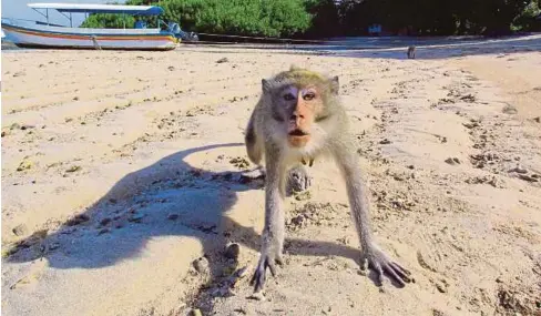  ??  ?? SEEKOR monyet yang dilihat berkeliara­n di pantai Bama di Situbondo, Jawa Timur semalam. - Reuters