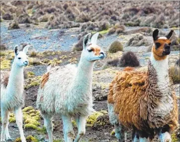  ?? Dreamstime TNS ?? LLAMAS have an unusual feature: They make an array of immune system antibodies so tiny they can fit into crevices on the surface of an invading virus.