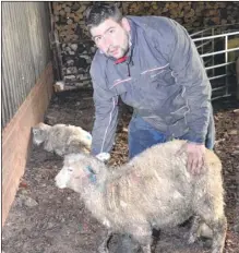  ?? FM3493009 ?? Alex Pynn with a sheep whose ear was chewed by a dog during the attack