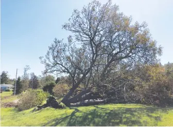  ?? CONTRIBUTE­D ?? With a third of this 100-year-old tree’s root system exposed, Maritime Landscape Services Ltd. went to work on restoring the horse chestnut to its former glory.