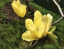  ??  ?? Pale yellow magnolias, top, were introduced about 50 years ago.
Breeders have developed magnolias with intense yellow colour, above.