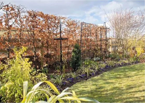  ??  ?? ABOVE A slender beech hedge and obelisks beside a timber fence help to screen the garden from the road, with carex, snowdrops and blue violas underneath; shade-tolerant evergreens such as box and red-stemmed Drymis lanceolata, flourish by a stone wall among grasses, ferns and Leucojum vernum