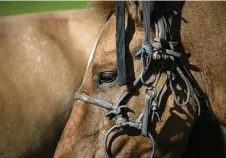  ??  ?? A traditiona­l Mongolian bridle that was used in the race.
