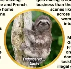  ?? ?? Endangered… Sloths