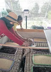  ??  ?? Villagers at Ban Makha Tai in tambon Ban Yang of Muang district in Buri Ram show how they feed crickets in farms until they can make a profit by selling them.