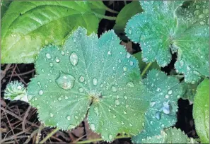  ?? AP PHOTO ?? Dew drops are seen on the leaves of lady’s mantle in a front yard in Mamaroneck, N.Y.
