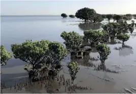  ?? Image: View of what the planted mangroves at might look like in 2030. Image by Reef Design Lab ??