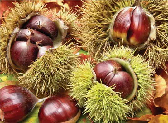  ??  ?? ABOVE Edible chestnuts waiting for harvest.
OPPOSITE A close-up of the creamy catkins of the Castanea sativa.