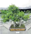  ??  ?? This Chinese banyan ( Ficus microcarpa) tree is used in penjing landscapin­g in Nan Lian Garden in Kowloon.