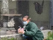  ??  ?? Zookeeper Ruth Mock is pictured with Jake, the spider monkey, this week at Sequoia Park Zoo in Eureka. Because it may be possible for non-human primates to contract COVID-19, keepers are very careful when working around the monkeys — wearing masks and gloves when handling their food or working closely with them.