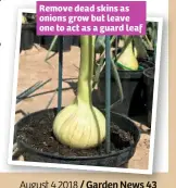  ??  ?? Remove dead skins as onions grow but leave one to act as a guard leaf