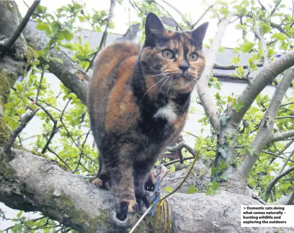  ?? Photos: Athwenna Irons ?? > Domestic cats doing what comes naturally – hunting wildlife and exploring the outdoors