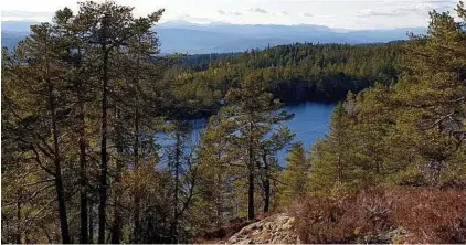  ?? FOTO: PRIVAT ?? GAMMALSKOG: Naturvernf­orbundet er oppteke av at gammalskog skal bevarast, og meiner Midt-Telemark kommune vektlegg økonomi meir enn naturen i samband med planlagt hyttebyggi­ng ved Store Damtjønn.