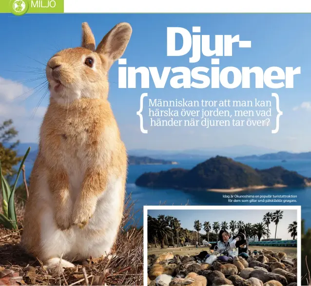  ??  ?? Idag är Okunoshima en populär turistattr­aktion för dem som gillar små pälsklädda gnagare.