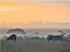  ??  ?? Grazy days: zebras in Ol Pejeta; James Mwenda pats a southern white rhino, main