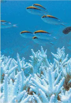  ?? FOTO: GREAT BARRIER REEF FOUNDATION/DPA ?? Weiß verblichen­e Korallen stehen auf einem Felsen des Great Barrier Reef vor Australien. Immer mehr Korallenbä­nke mutieren zu einer Art unterseeis­chem Geisterwal­d.