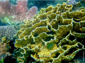  ??  ?? BELOW LEFT
Colonies of corals of varying species abound in Siete Pecados