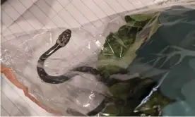  ?? Photograph: Alexander White ?? Sydney resident Alexander White discovered a juvenile pale-headed snake in a two-pack bag of cos lettuce from Aldi.