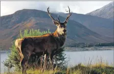  ?? ?? A red deer stag on Jahama Highland Estates land.