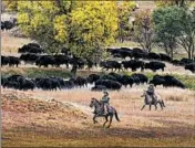  ?? SOUTH DAKOTA DEPARTMENT OF TOURISM ?? Each fall, cowpokes and park crews saddle up to bring in the herd of bison in the Custer State Park Buffalo Roundup.