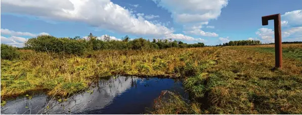  ??  ?? Wenn der Wasserspie­gel im Moorgebiet wie geplant erhöht wird, fürchten etliche Landwirte um ihre Existenz. KUTZENHAUS­EN