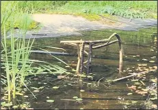  ??  ?? ■ Debris thrown into the pond by vandals at the Wander Garden Nature Reserve in Shepshed.