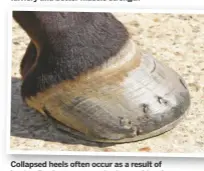  ??  ?? Collapsed heels often occur as a result of having flat feet, common in thoroughbr­eds