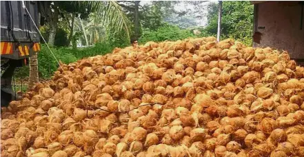  ??  ?? Stiff competitio­n: In this file pic, a coconut stock imported from Indonesia through Batu Pahat is being loaded onto a truck. Local suppliers say coconuts from these countries are starving out homegrown coconut businesses.