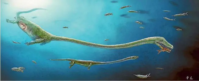  ??  ?? This artist’s impression of dinocephal­osaurus, a fish-eating reptile that lived about 245 million years ago, shows the rough position of the embryo within the mother.