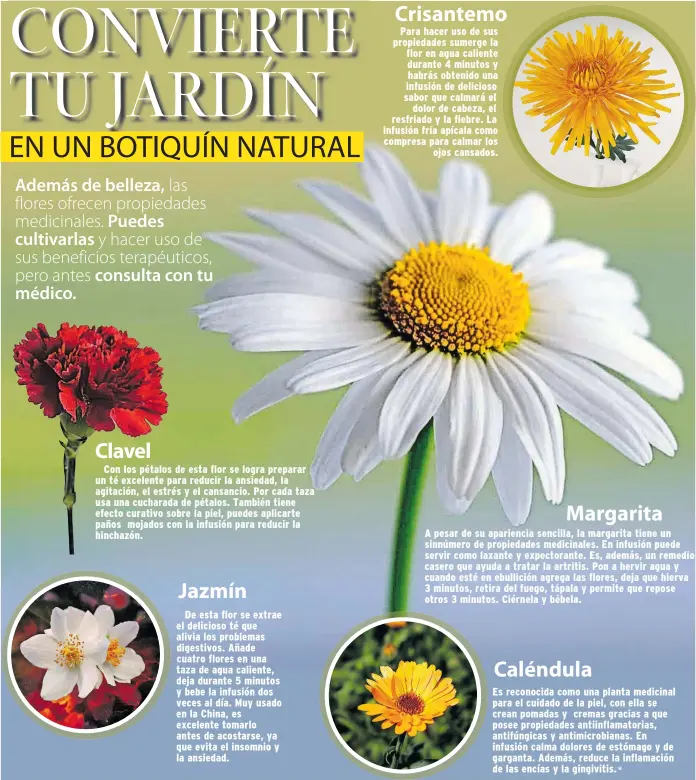 CONVIERTE TU JARDÍN - PressReader